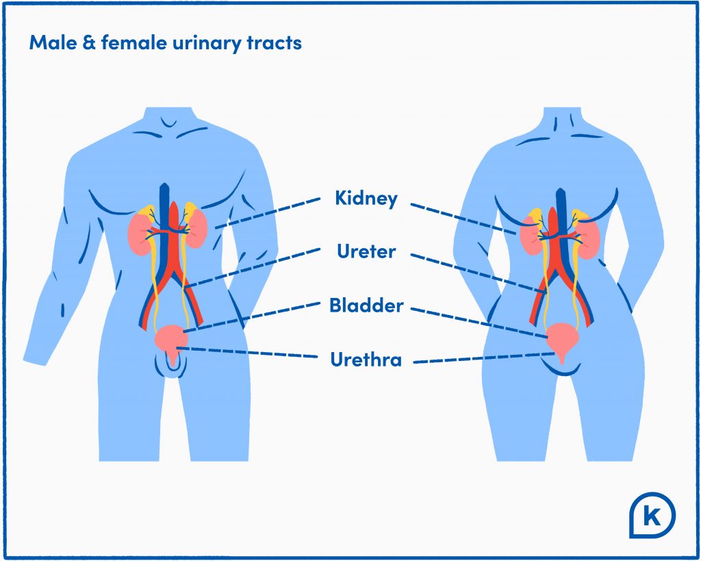 A diagram showing male and female urinary tracts including kidneys, ureter, bladder and urethra.